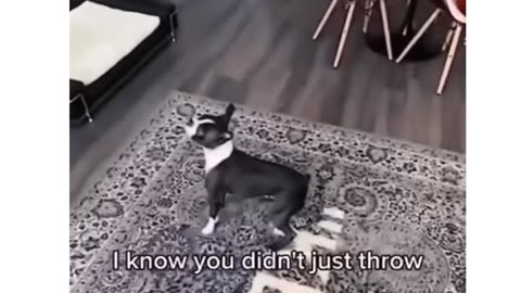 Funny Dog. Hilarious