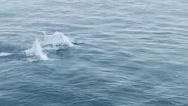 Channel Islands National Park Dolphin Nursery Pod