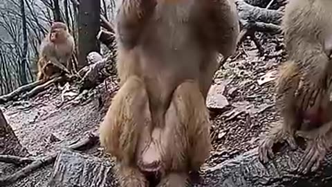 Monkeys drinking whiskey video