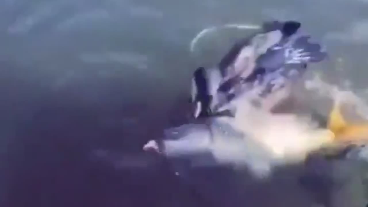 Chinaman Fishes With Birds Instead Of Fishing Rods