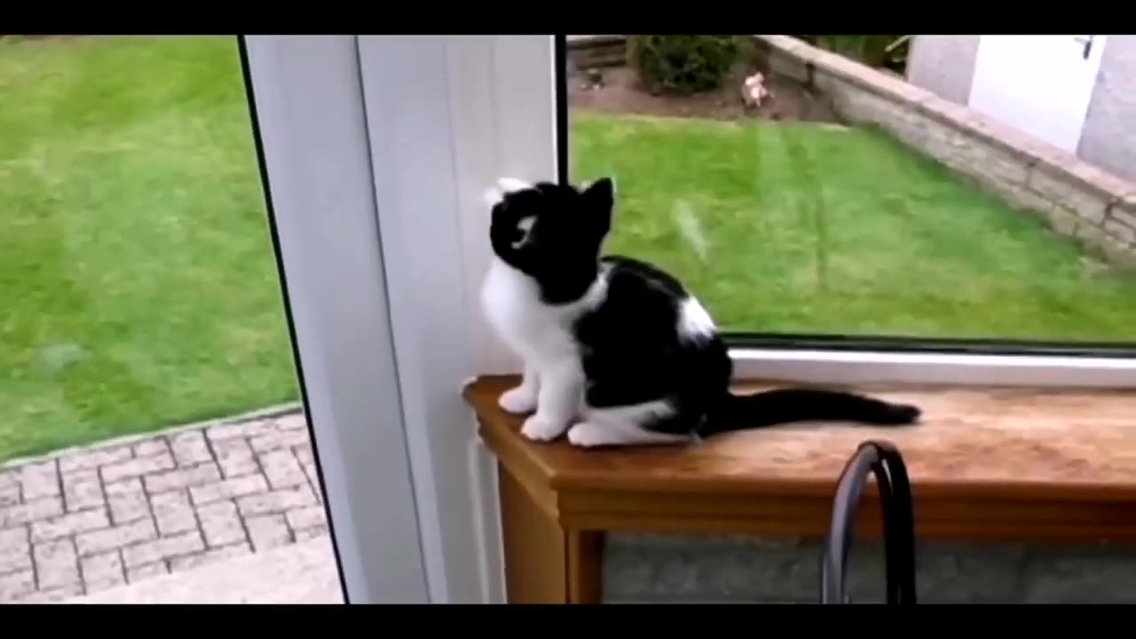 Try Not to Laugh Funny & Cute Animals