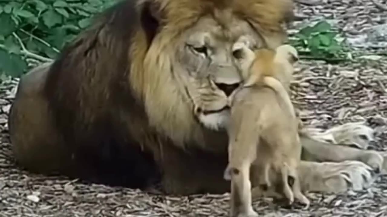 Lion cub - Loves daddy💕 #shorts#baby#lion