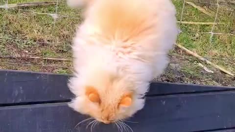 Funny Cats Funny Cat Videos #32