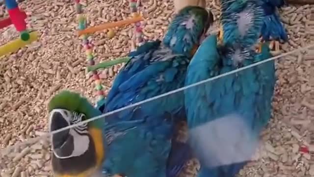 Lovely and Sweet ❤️❤️Indian Ringneck Parakeets Available
