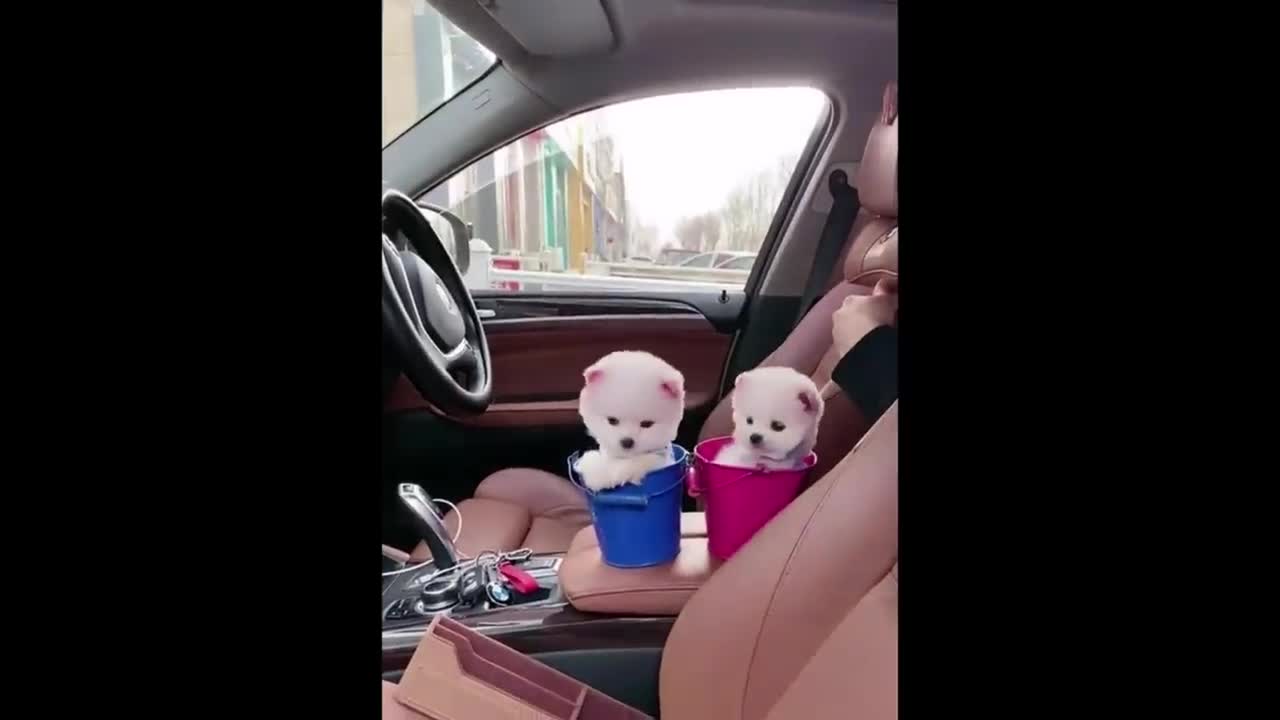 Funny and Cute Pomeranian Dogs