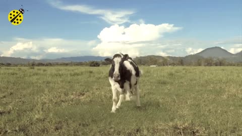 Funny cow dance