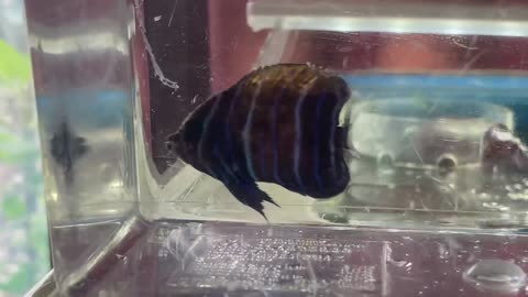Juvenile Inazumacanthus, also freshwater bathing