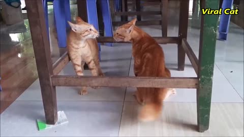 funny Cats Fighting and Meowing