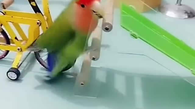 Funny Bird Video