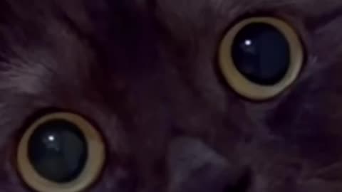Funny animals