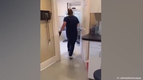 FUNNIEST Pet Fails! Best Compilation 2023