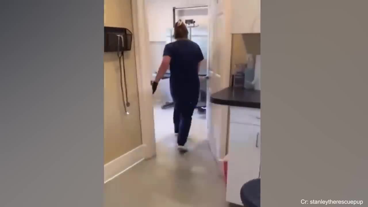 FUNNIEST Pet Fails! Best Compilation 2023