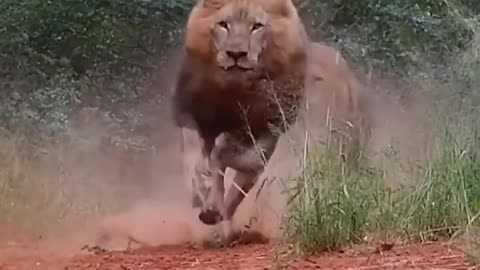 Lion king of the jungle