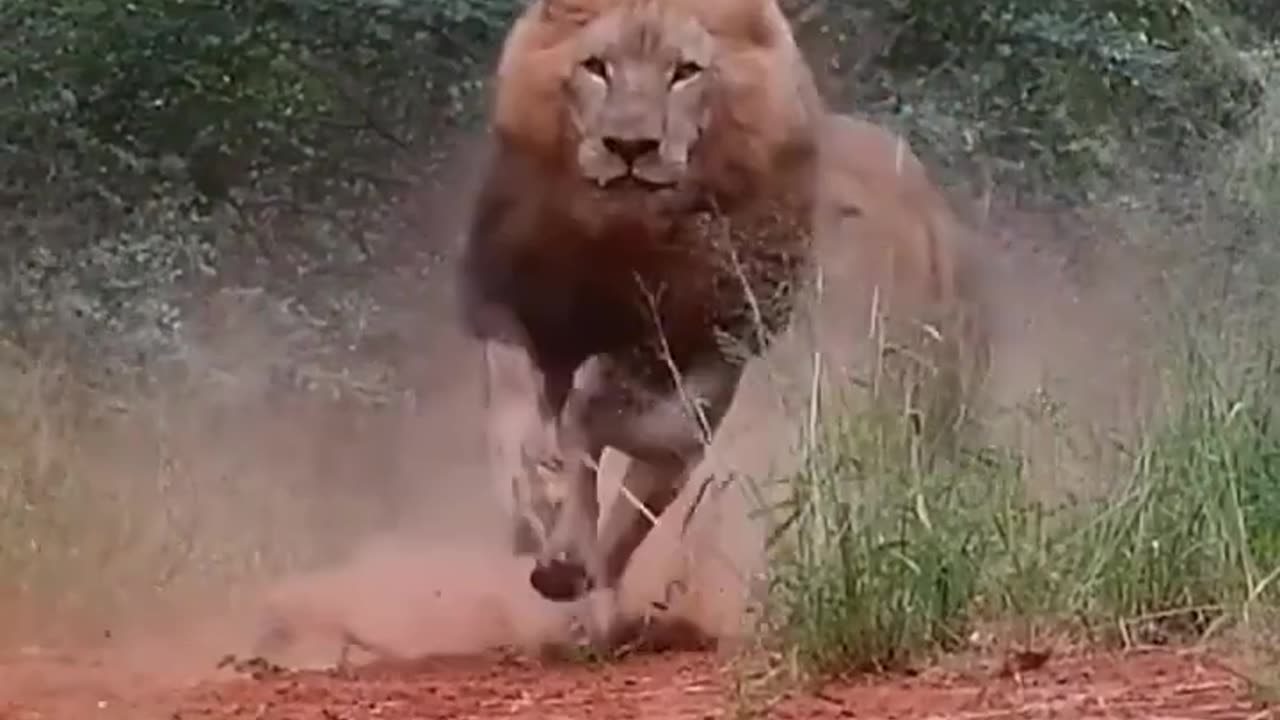 Lion king of the jungle
