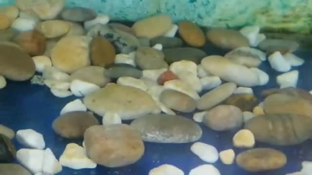 fish swimming in water