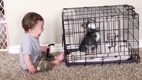 Funny dogs and children