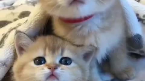 Cute cat baby video