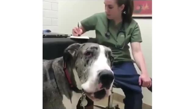 Great Dane Video 15