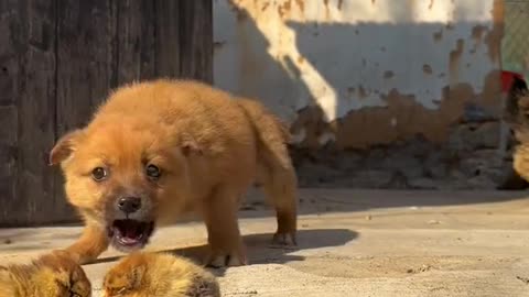 Cute puppie with hen