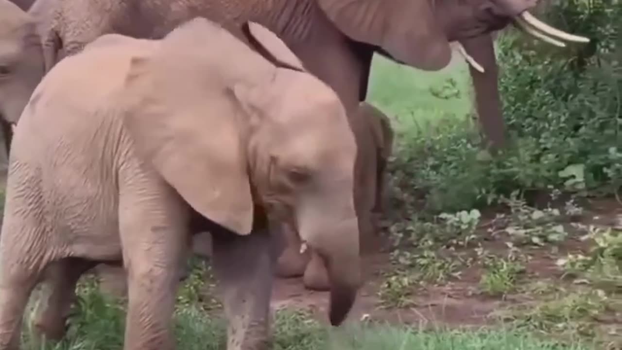 Baby elephant playing with his trunk #shorts #shortvideo #video #virals #videovira