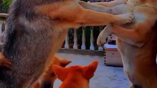 Funny Animals Video #3