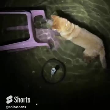 anything can be a toy 🤣