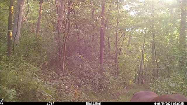 Morning bucks lower trail