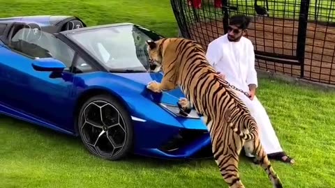 Sheikh Nawab Ke shok I with tigers Dubai #Shorts