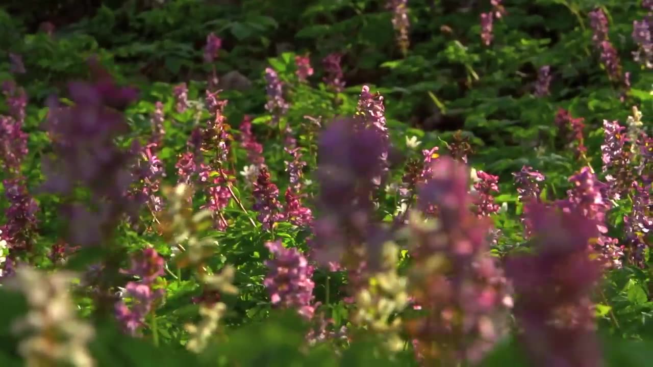 Beautiful blooming flower time lapse video