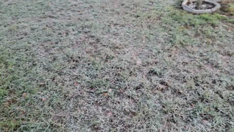 FROZEN LAWNS IN FLORIDA??!!