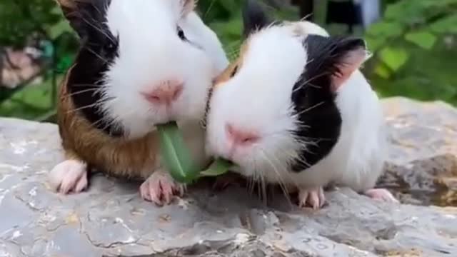 Funny rabbits eat grass