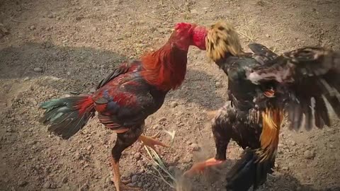 Aseel murg fight