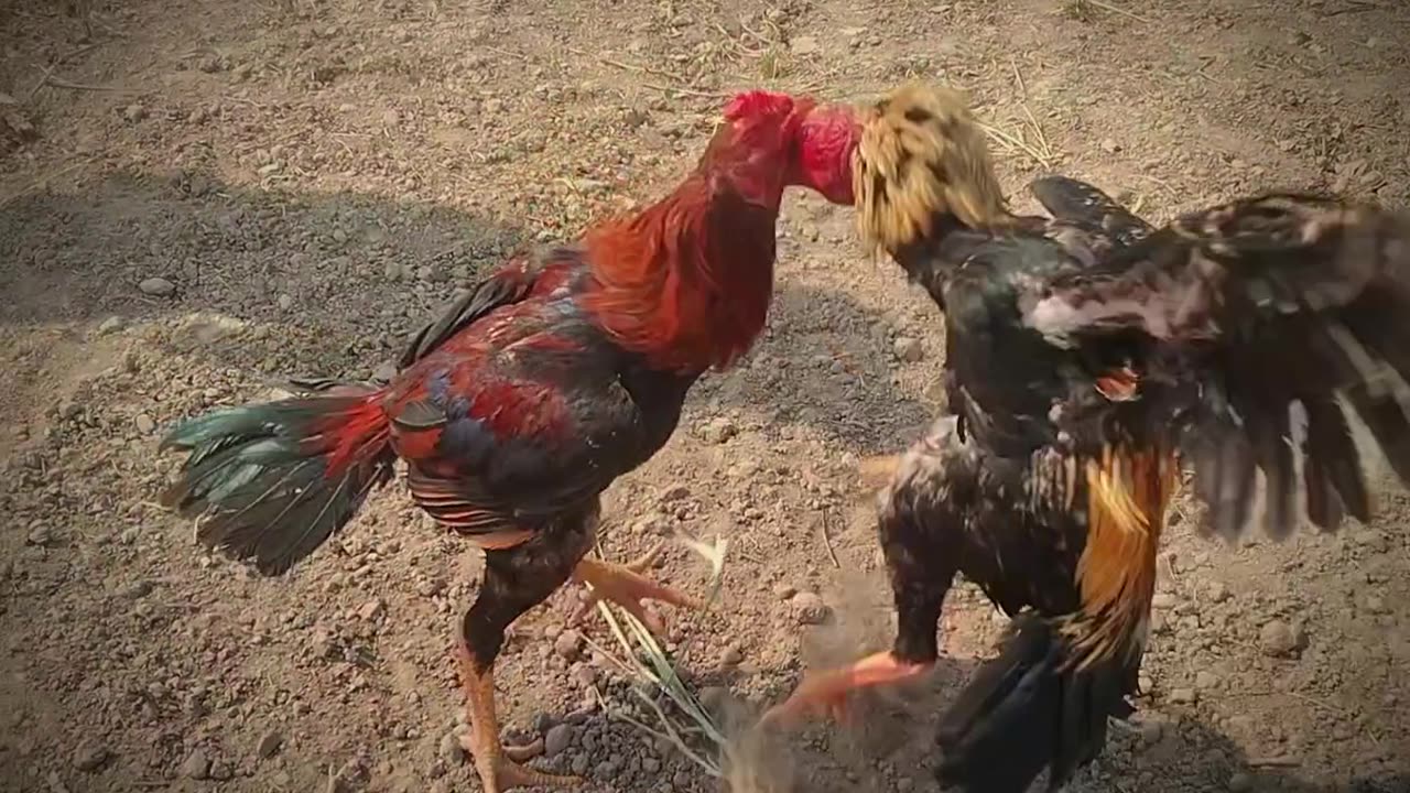 Aseel murg fight