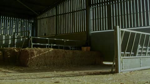 Baby Piglet Struggles to Find Her Meal Time Place 🐷 Wild Tales from the Farm Smithsonian Channel