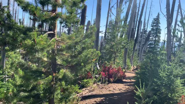 Central Oregon - Mount Jefferson Wilderness - The Rebirth of the Forest