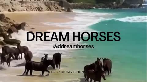 Horse TikToks That Went Viral! #1