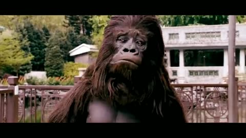 Gorilla affair love