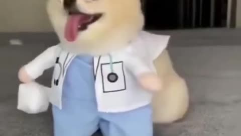 Funny Dog Videos TikTok 2021 #Short #dog