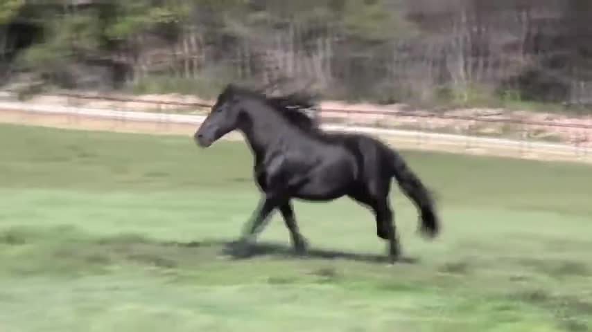 WORLD FAMOUS FRIESIAN STALLION