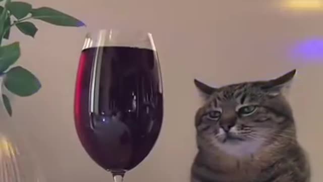 This Beautiful Cute Cat 🐱 is heart broken | Sad Cats Funny Videos