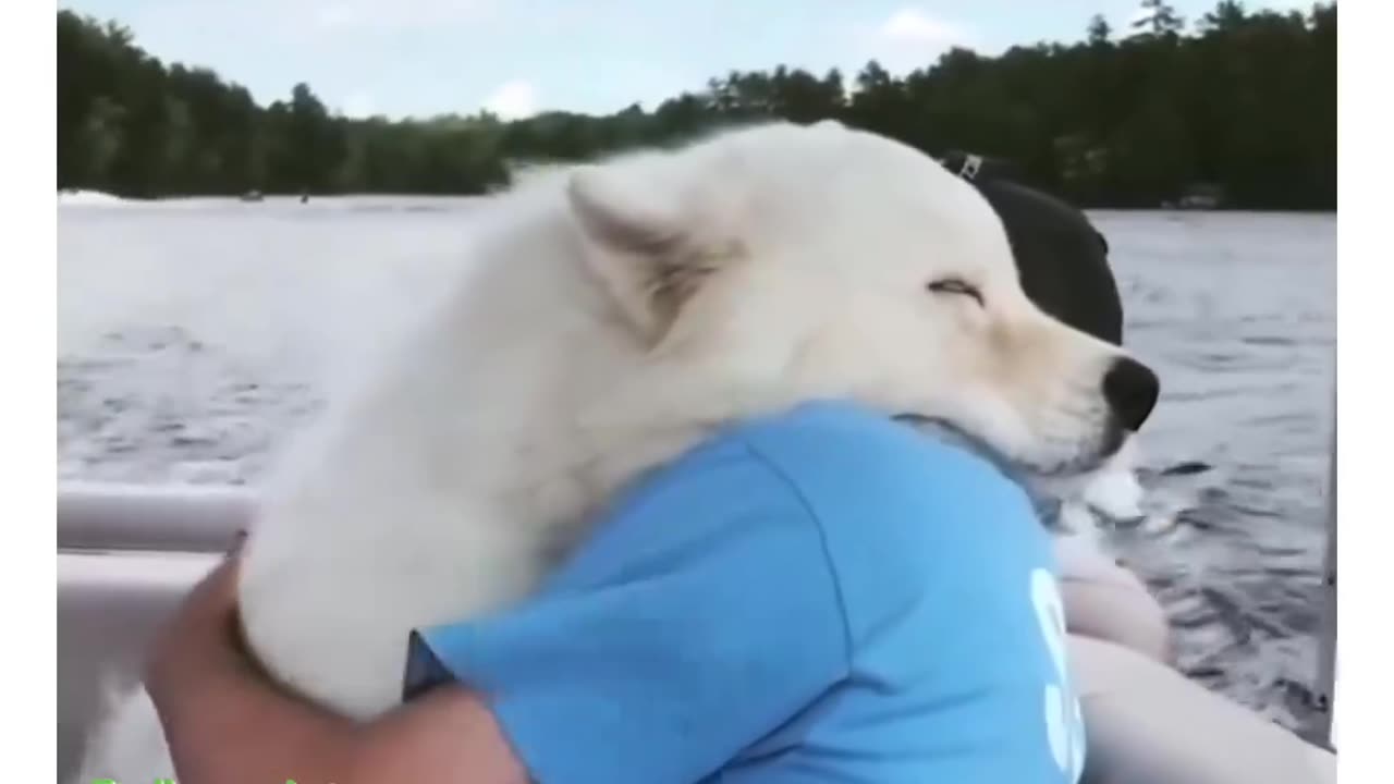 The only animals and human love videos you need to watch