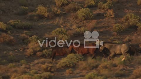 An Aerial Of Wild Horses Running 4