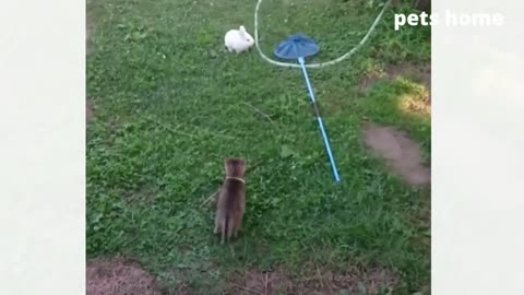 funny animal videos