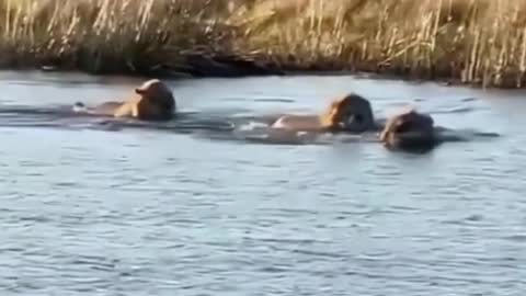 Is this a hippo? There are many lions around him