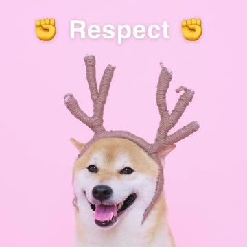 Dog respect