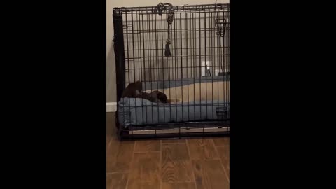 FUNNY CATS AND DOGS VIDEOS.