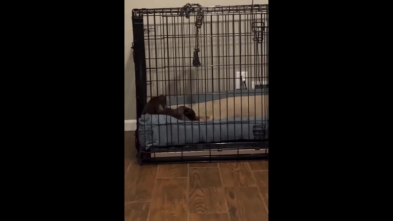 FUNNY CATS AND DOGS VIDEOS.