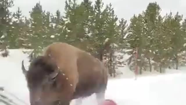 Check this american bison charging in Yellowstone_360p