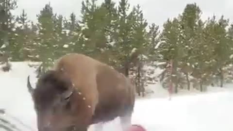 Check this american bison charging in Yellowstone_360p