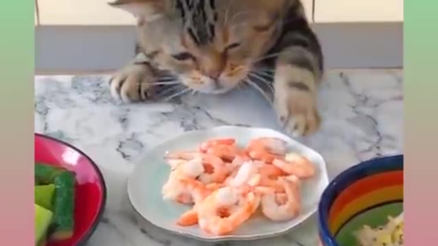 Cute and Funny Cat Videos Compilation